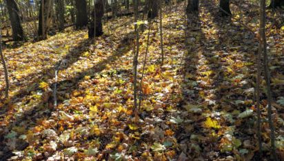 Høstblad på bakke i skog
