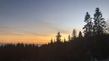 Bilde av skog og kveldshimmel